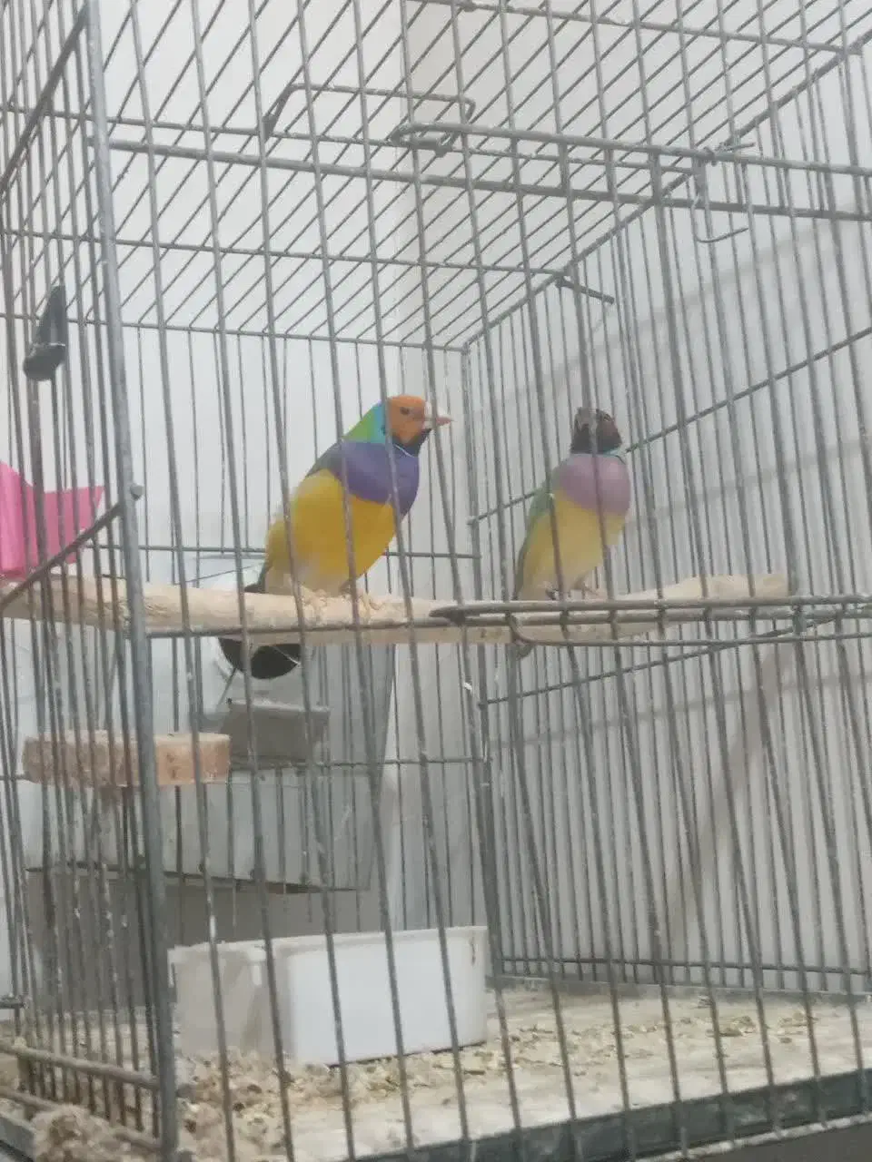 فنج گلدین|پرنده|قم, ولیعصر|دیوار