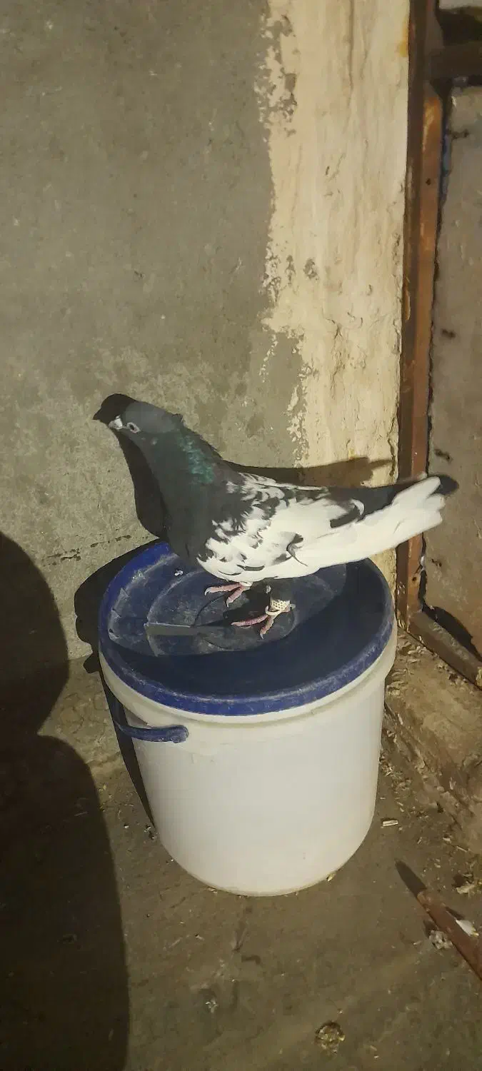 کفتر|حیوانات مزرعه|مشهد, شهرک امام سجاد|دیوار