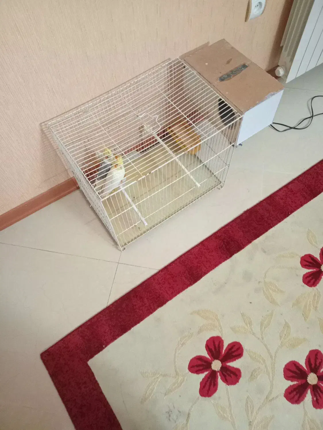 جفت عروس هلندی مولد|پرنده|مشهد, شریف|دیوار