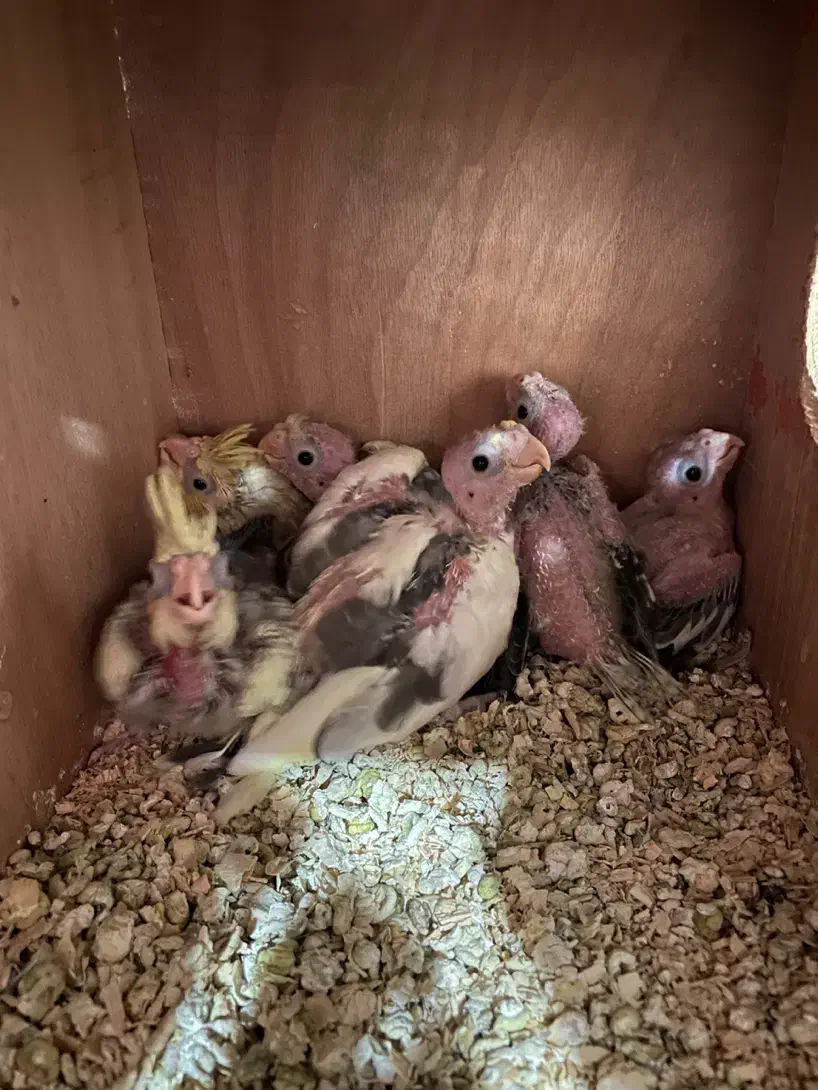 جوجه عروس هلندی، طوطی|پرنده|اصفهان, بهارستان|دیوار