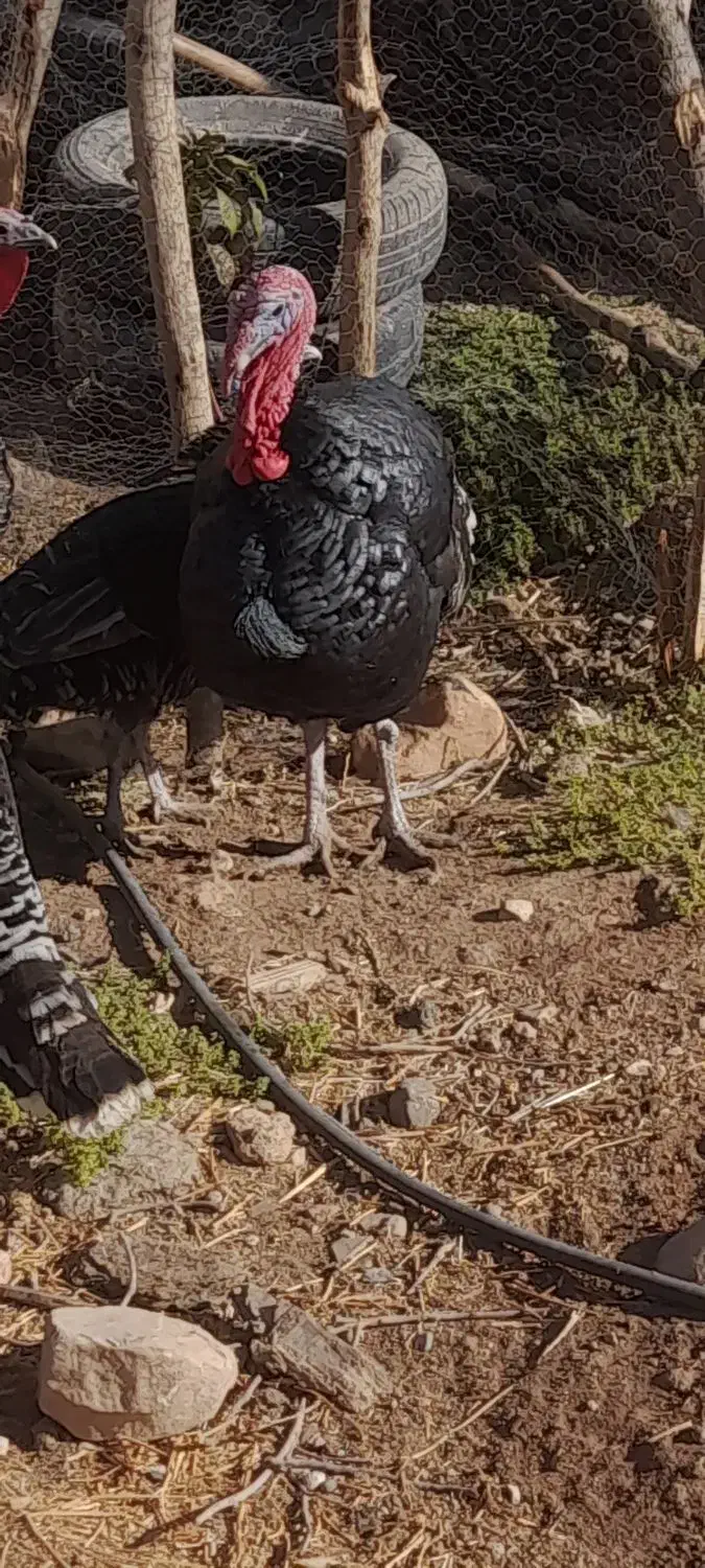 بوقلمون نر وماده|حیوانات مزرعه|کوهدشت, |دیوار