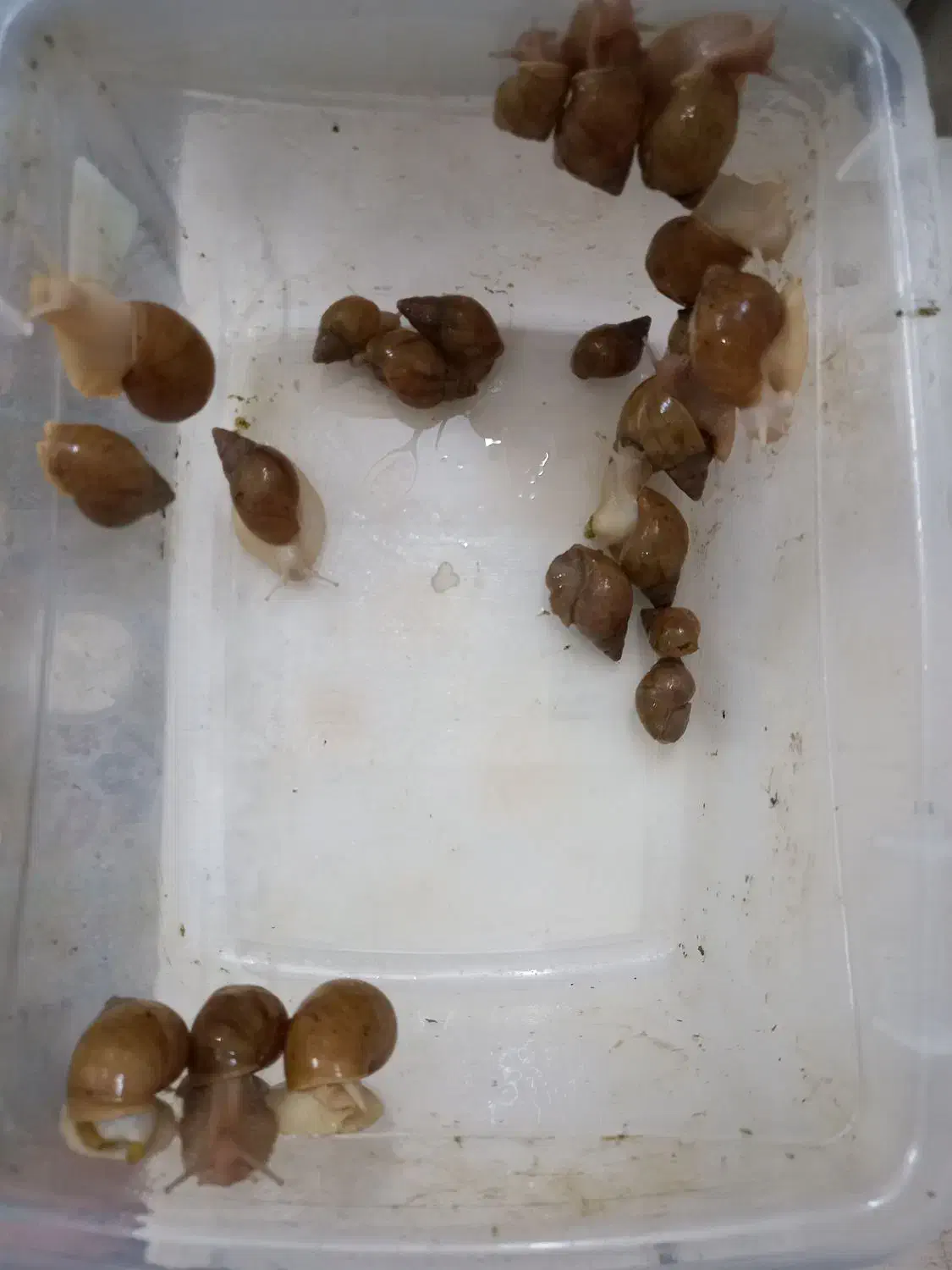 حلزون آچاچیتا آلبینو|خزنده|مشهد, چهارچشمه|دیوار