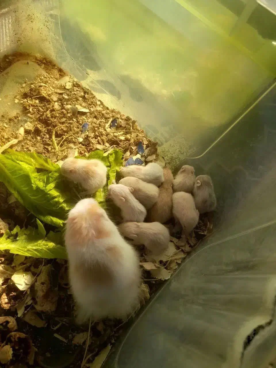 همستر های نوزاد|موش و خرگوش|شاهرود, |دیوار