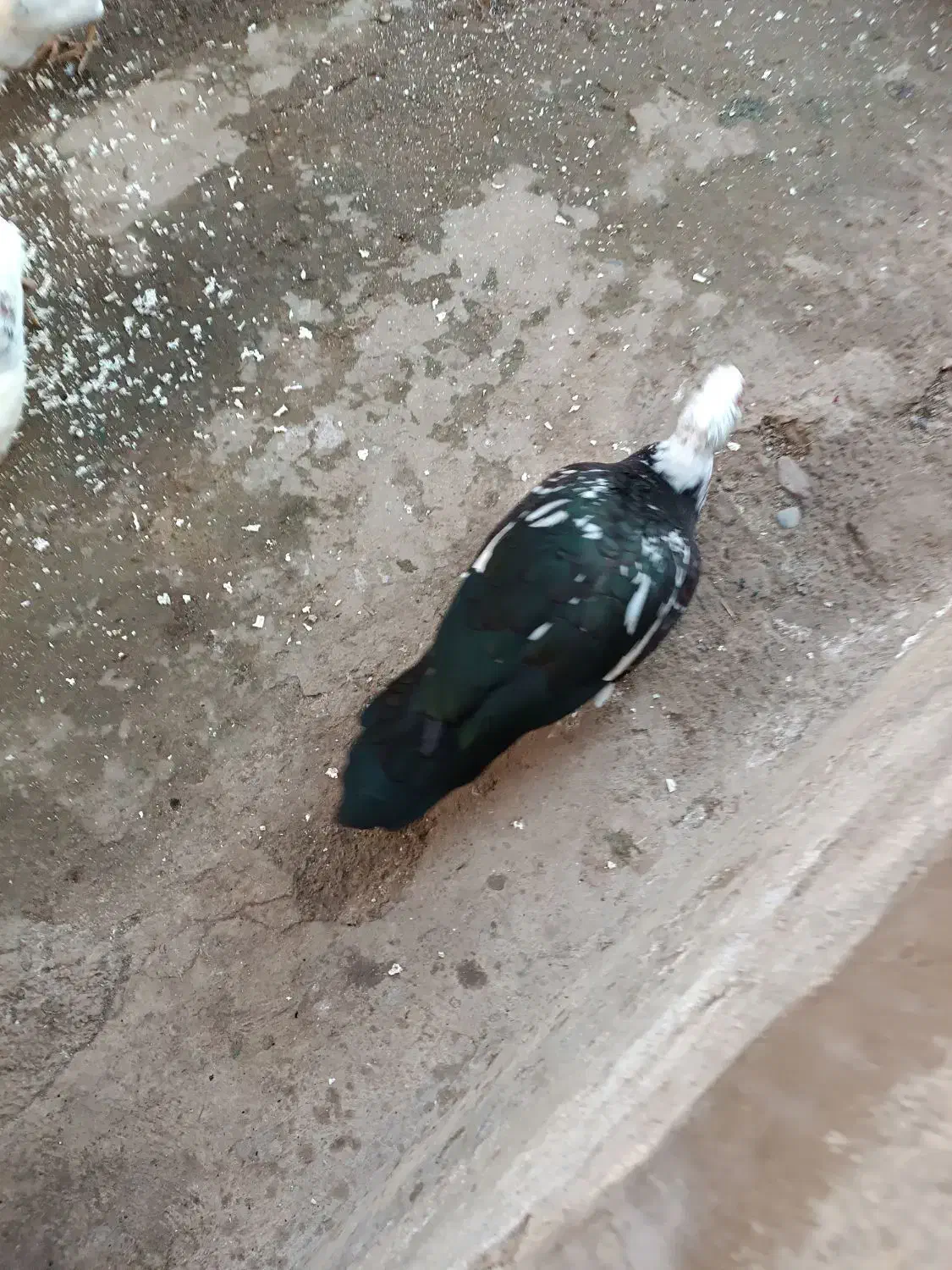 اردک اسراییلی|حیوانات مزرعه|طاهرگوراب, |دیوار