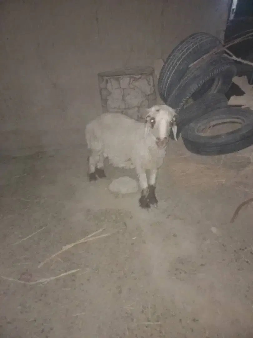 یک بره نر بفروش میرسد|حیوانات مزرعه|زهک, |دیوار