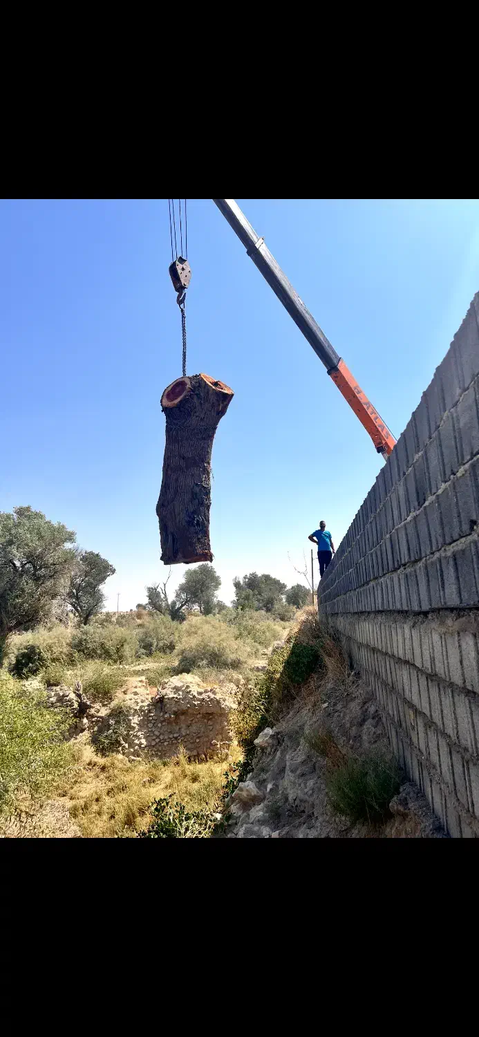 خرید چوب،بریدن انواع درخت،هرس درخت|خدمات باغبانی و درختکاری|صدرا-فارس, فاز ۱|دیوار