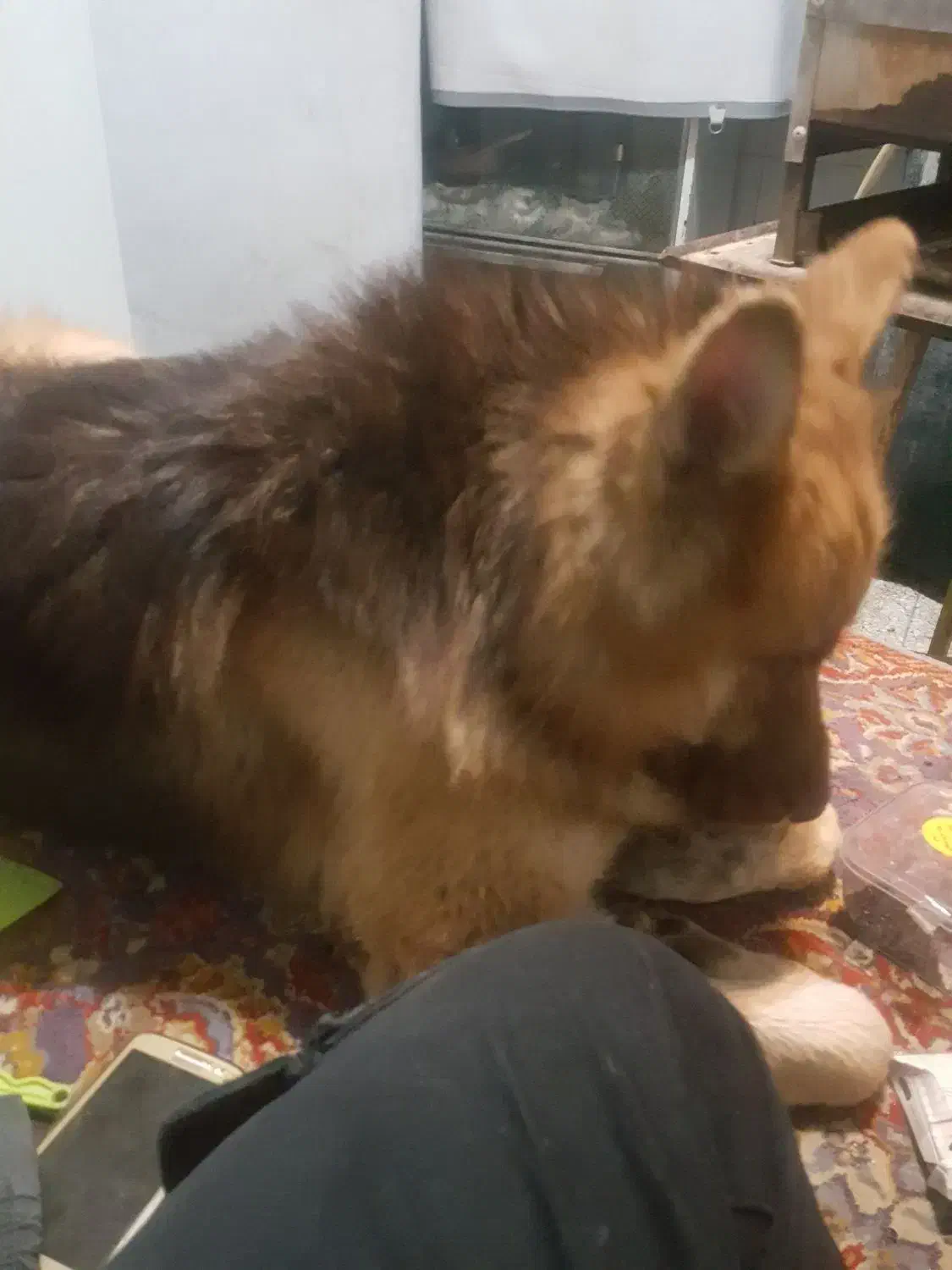 سگ ژرمن|سگ|اصفهان, شهریار|دیوار