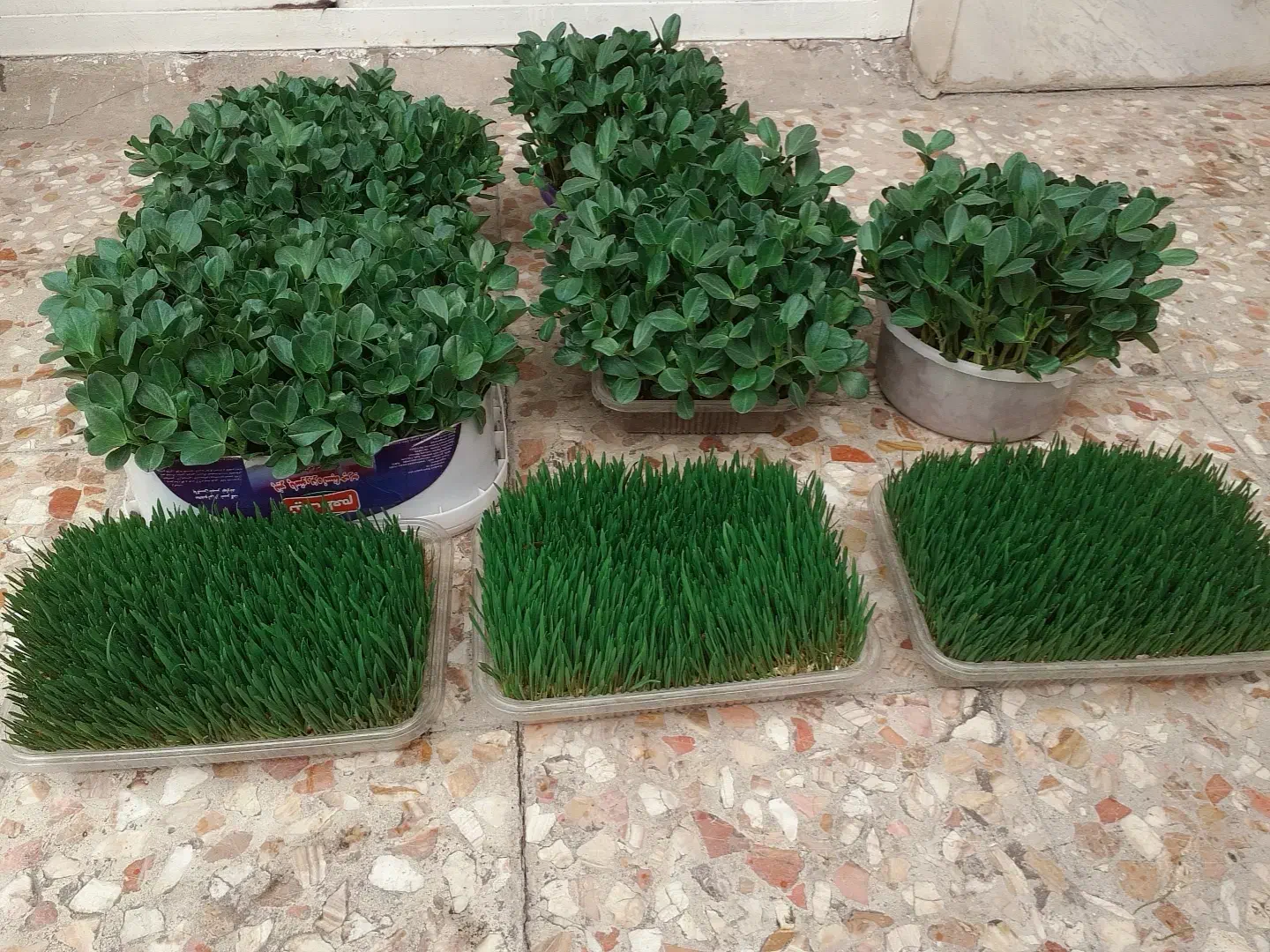 فروش سبزه روز مادر|گل و گیاه طبیعی|الشتر, |دیوار