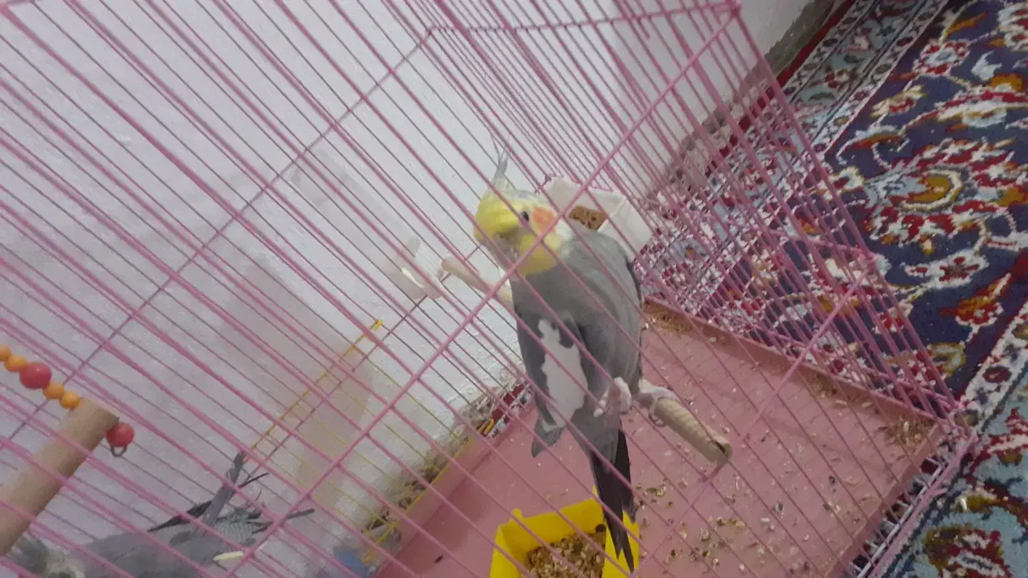 عروس هلندی نروماده مولد تخم گذار|پرنده|گلپایگان, |دیوار