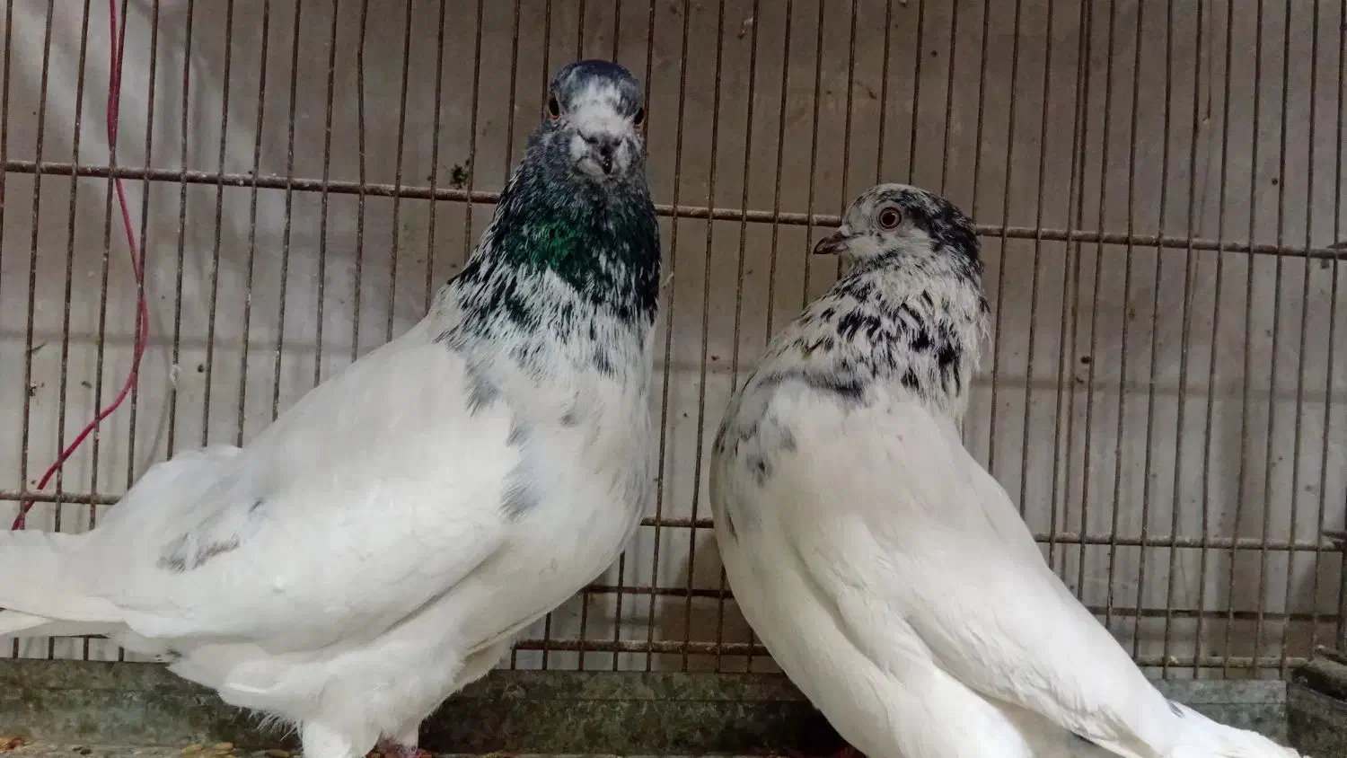 چهر جفت کفتر ناب|پرنده|کرج, کوی امامیه|دیوار