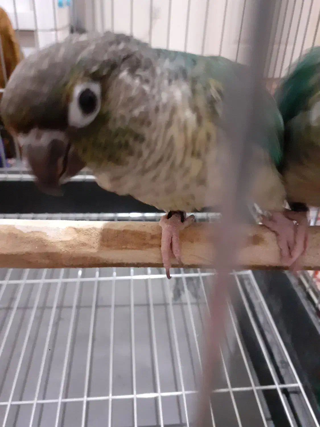 گرنچیک تراکویست|پرنده|کرج, عظیمیه|دیوار