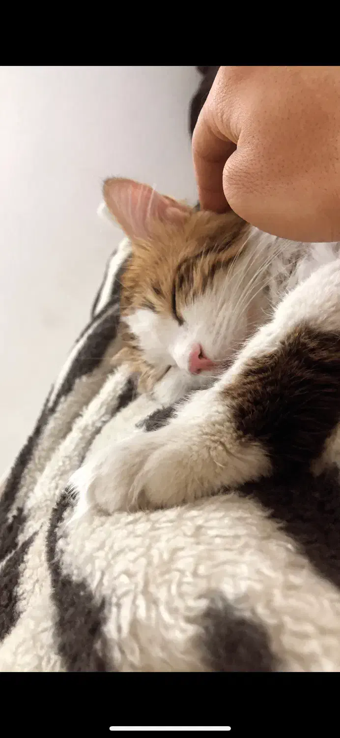 گربه پرشین|گربه|قم, پردیسان|دیوار