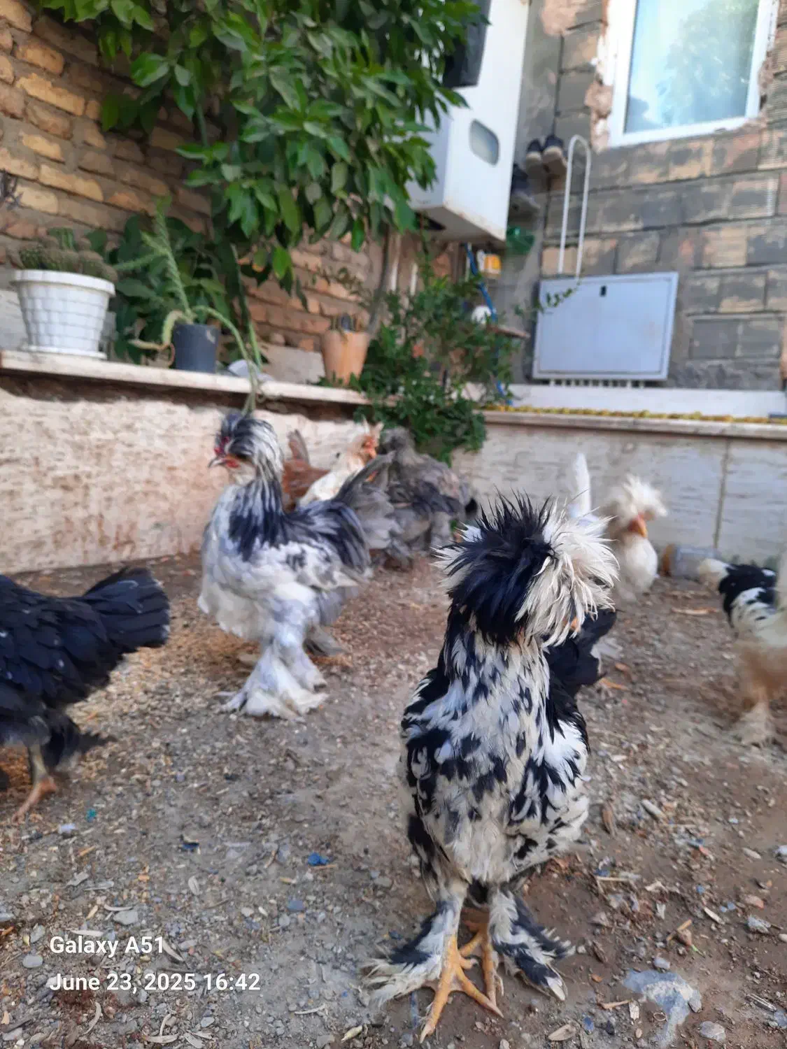 مرغ سلطان اصل|حیوانات مزرعه|ابریشم, |دیوار