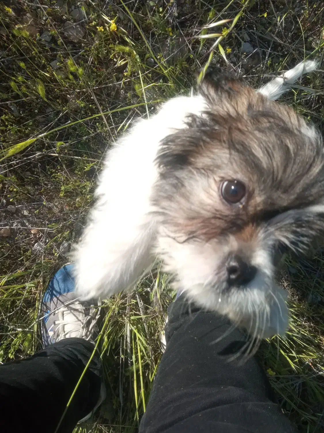 سگ شیتزو نر ۷ ماهه شناسنامه دارد واکسن خورده|سگ|شیراز, آبیاری|دیوار