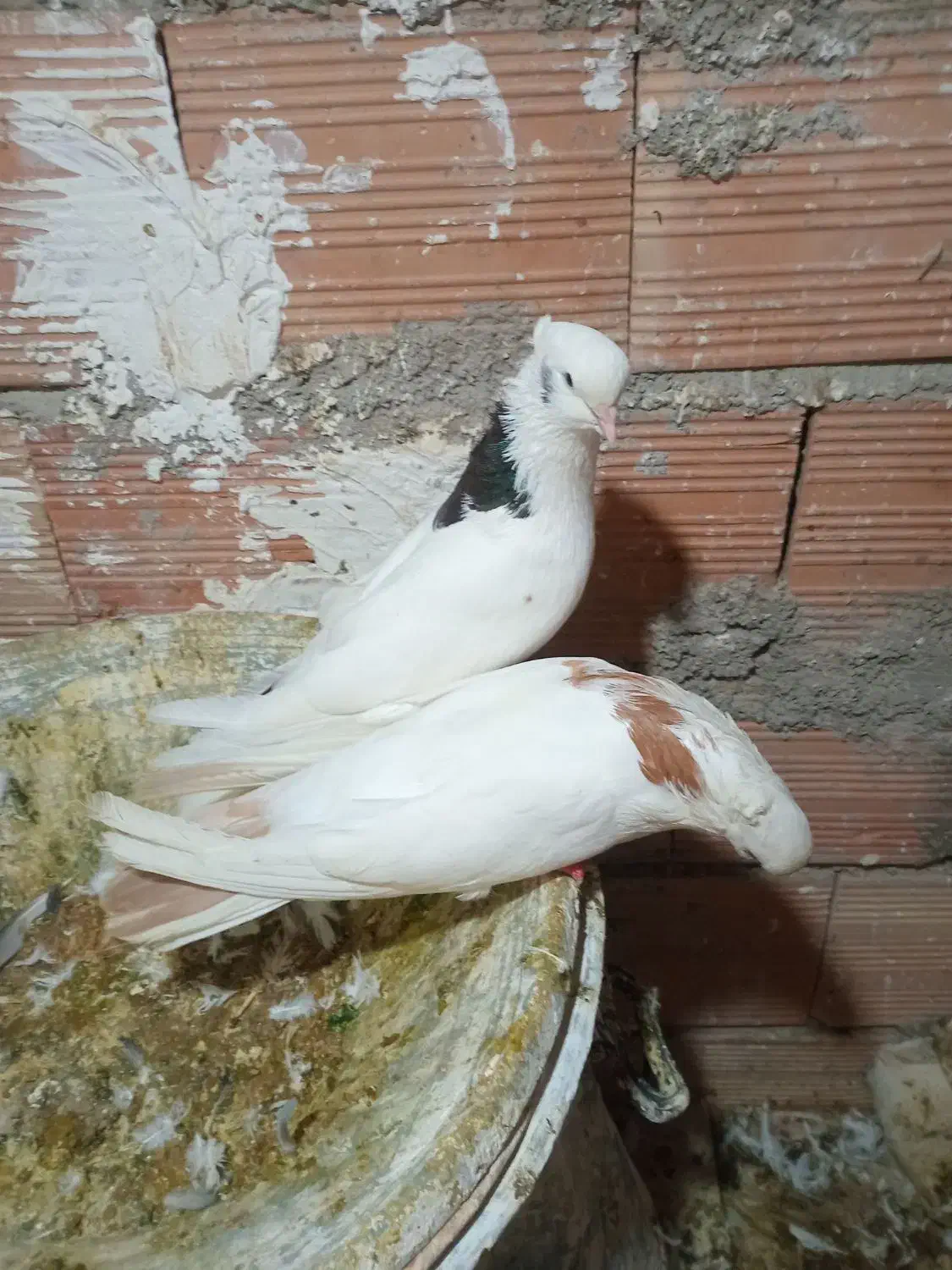 فروش کبوتر طوقی وپرستویی|پرنده|نکا, |دیوار