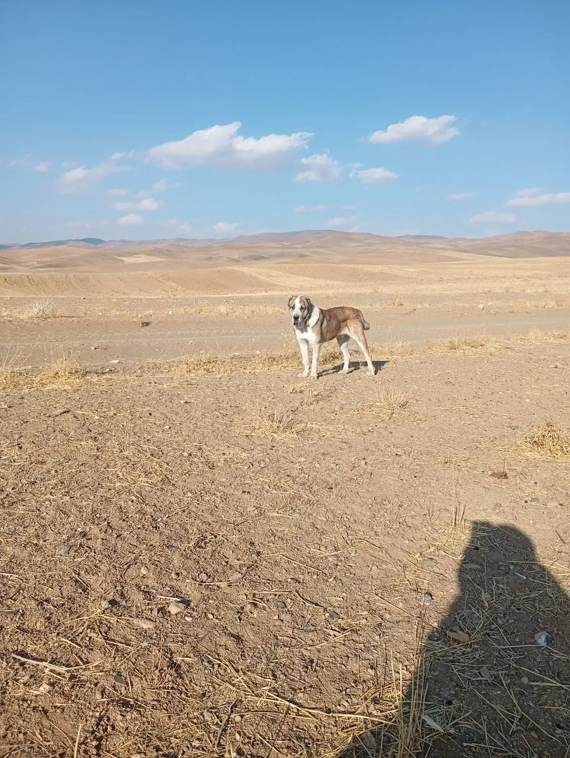 واگذاری آلابای اصیل|سگ|گلپایگان, |دیوار