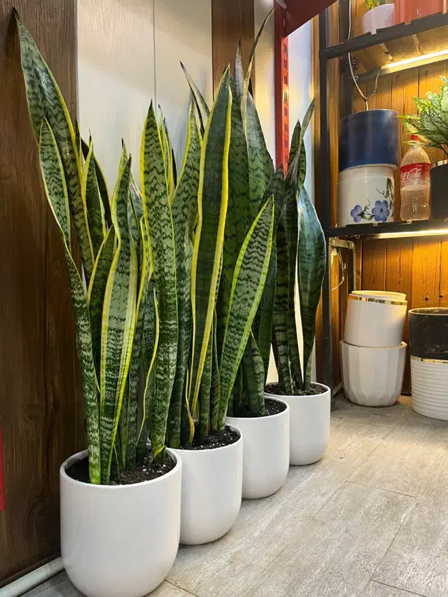 گل آپارتمانی سانسوریا|گل و گیاه طبیعی|کرج, گلشهر|دیوار