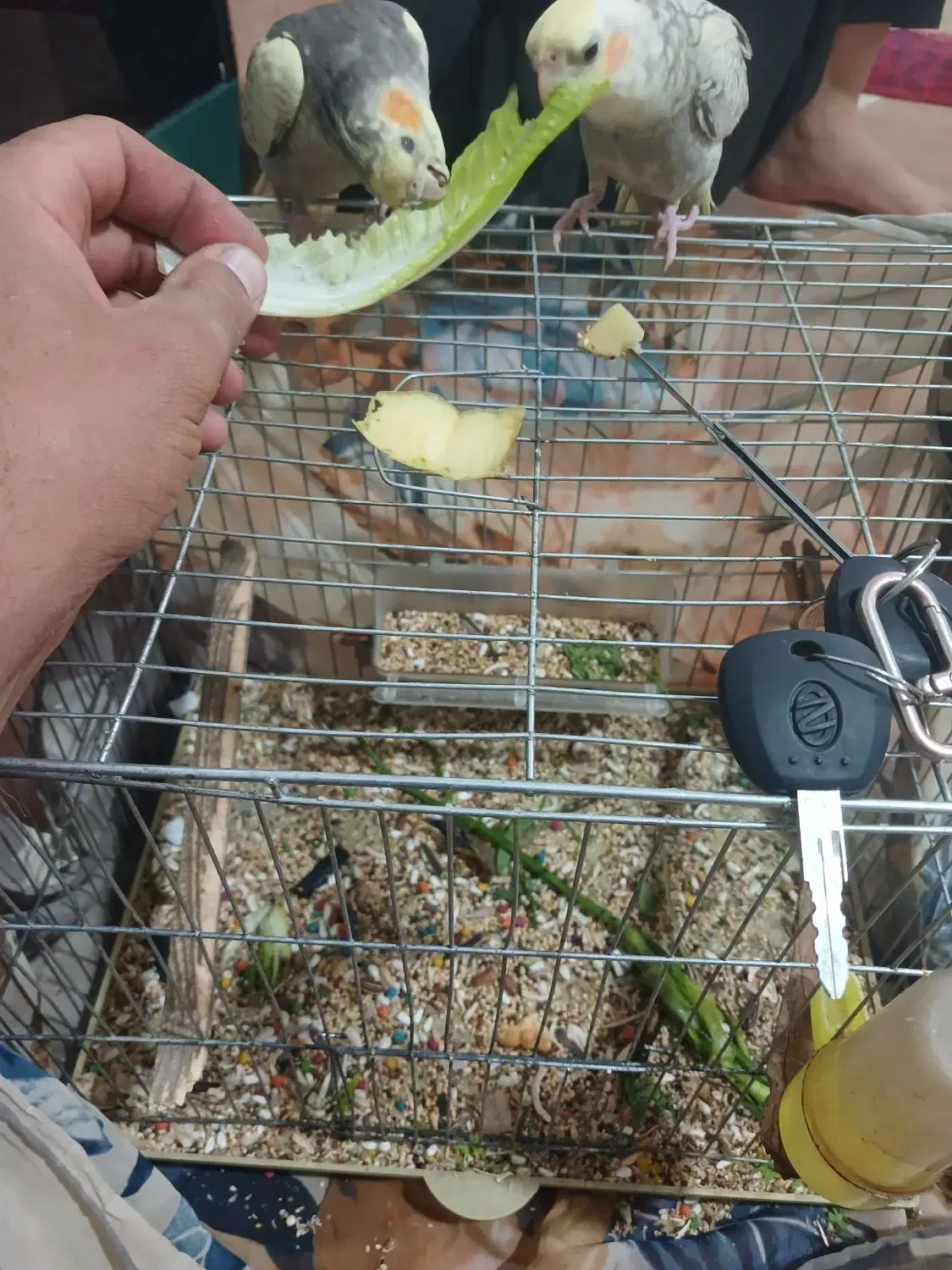 عروس هلندی باهوش|پرنده|مرودشت, بیست متری بیمارستان|دیوار