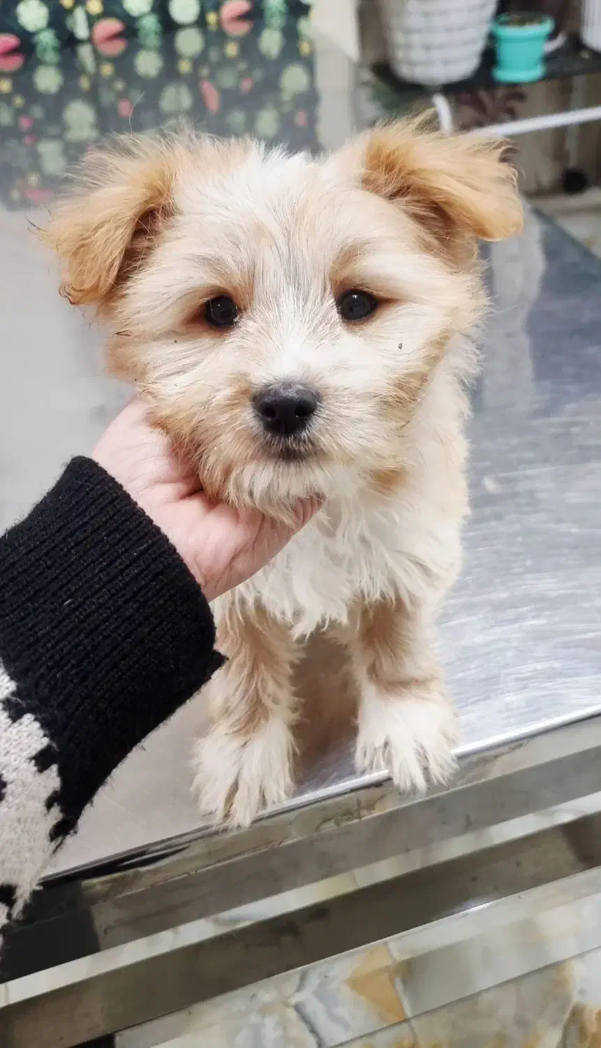 فروش توله سگ|سگ|تبریز, |دیوار