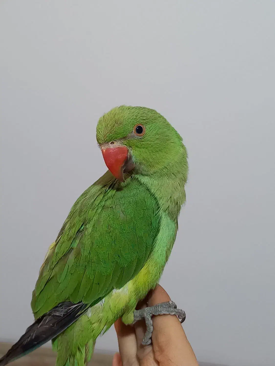 جوجه ملنگو دستی|پرنده|سپیدان, |دیوار