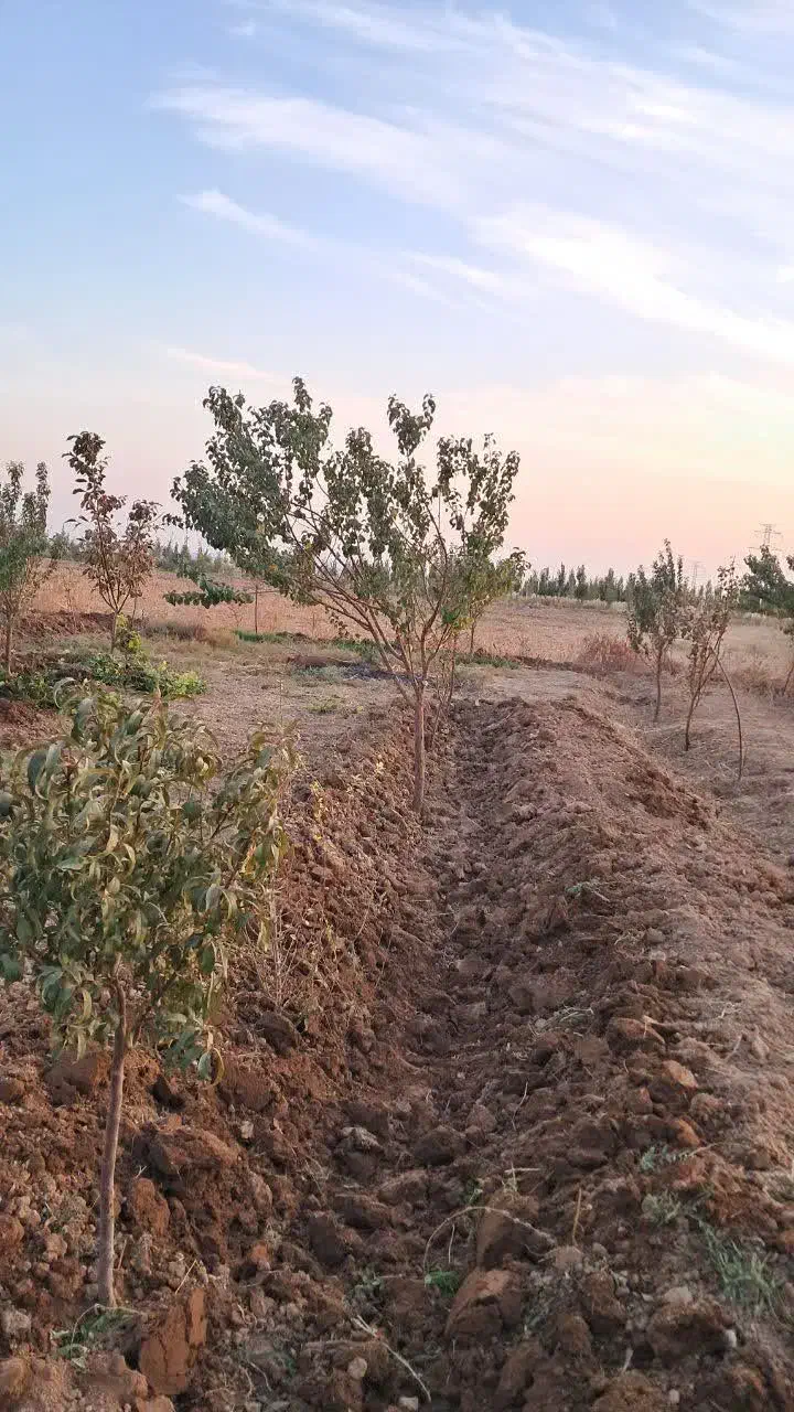 خدمات باغبانی|خدمات باغبانی و درختکاری|محمدشهر, محمدشهر|دیوار