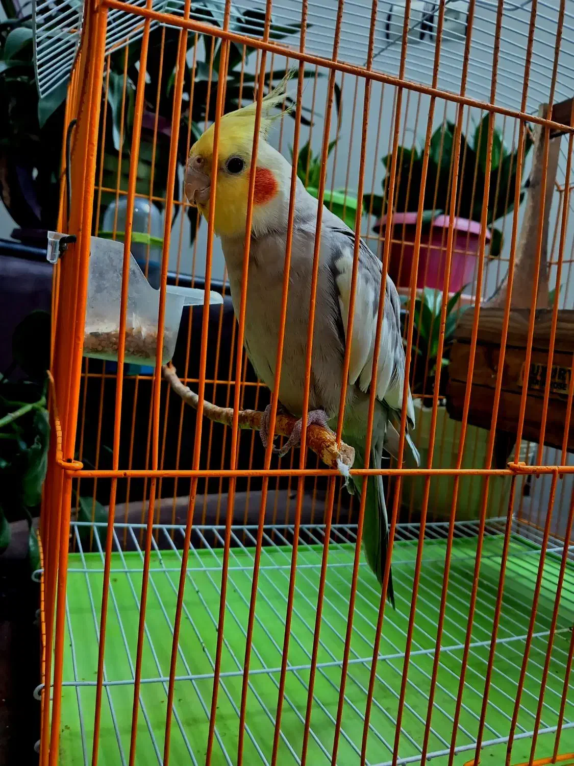 عروس هلندی|پرنده|برخوار, |دیوار