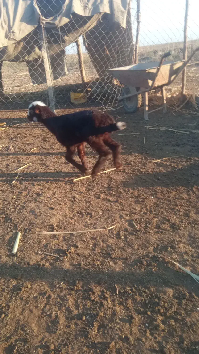 بره شیر خور|حیوانات مزرعه|انبارآلوم, |دیوار