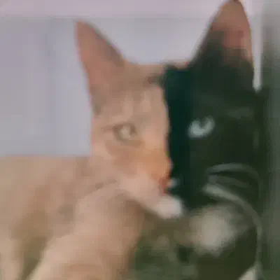 گمشده|حیوانات|کاشمر, |دیوار