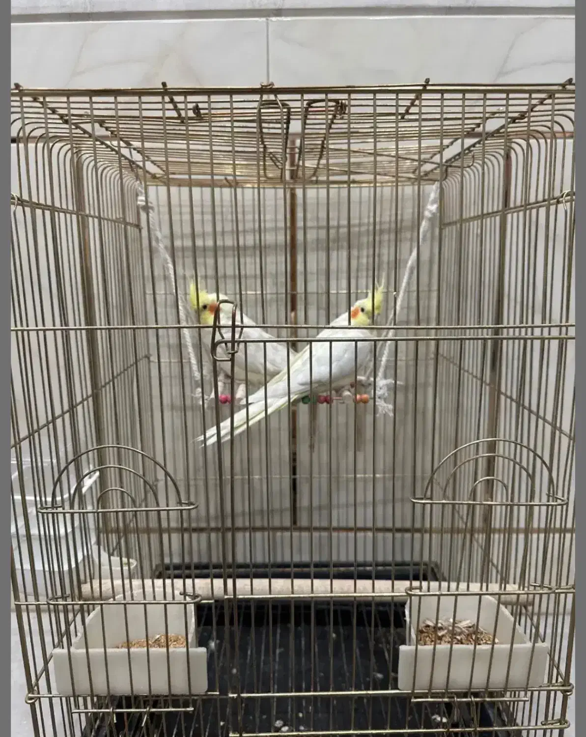 عروس هلندی لوتینو|پرنده|مرودشت, ژیان|دیوار