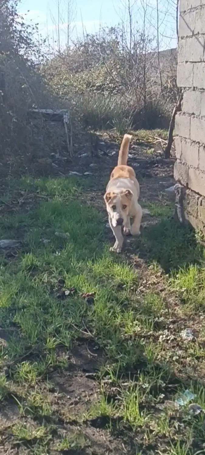 توله الابای|سگ|رشت, بازار|دیوار