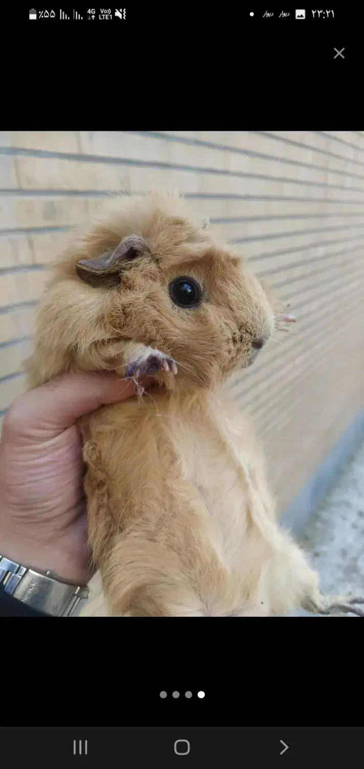 خوکچه هندی ،دوساله ،ماده ، سالم و وسرزنده|موش و خرگوش|اصفهان, برازنده|دیوار