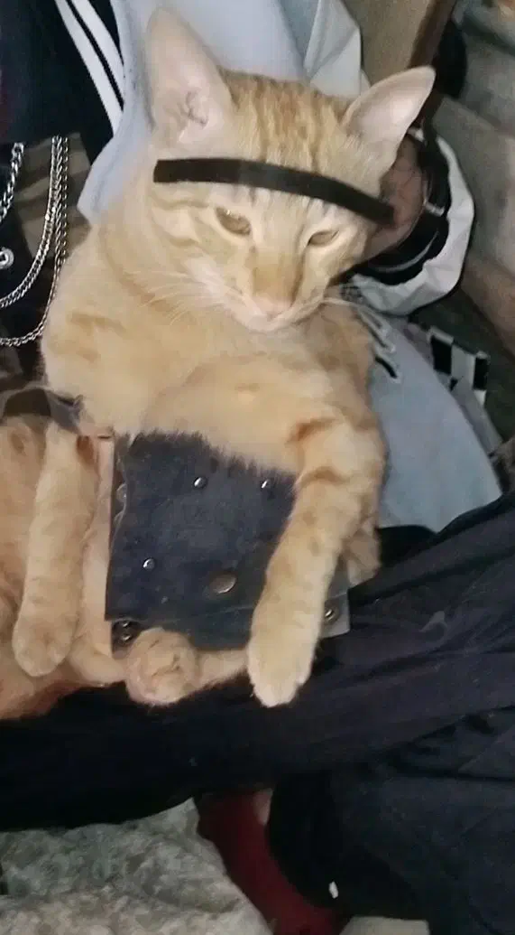 گربه گمشده|حیوانات|قم, آزادگان|دیوار