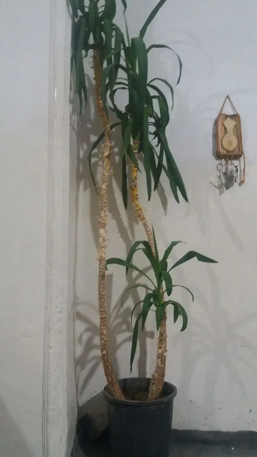 نخل اپارتمانی|گل و گیاه طبیعی|ابهر, |دیوار