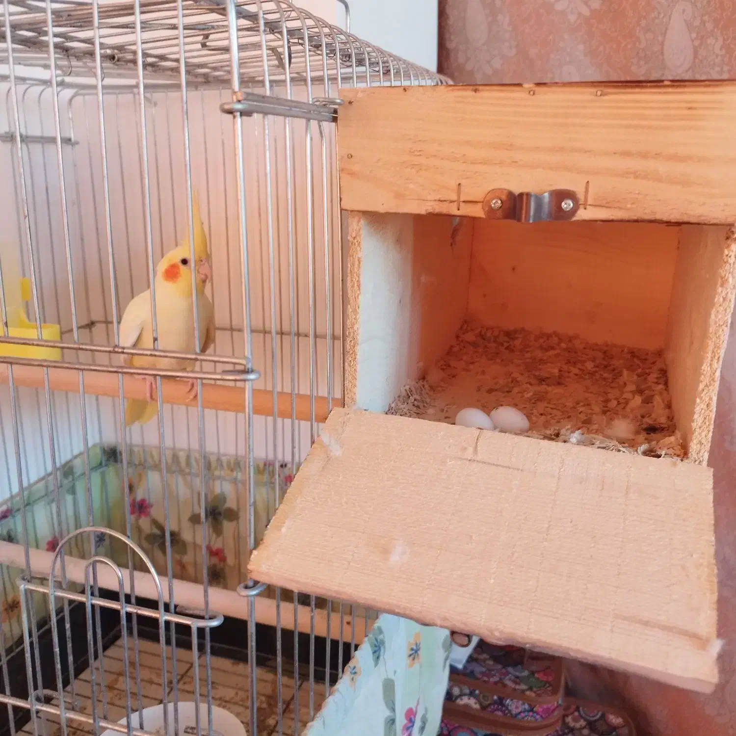 جفت عروس هلندی با تخم نطفه دار|پرنده|نورآباد ممسنی, |دیوار