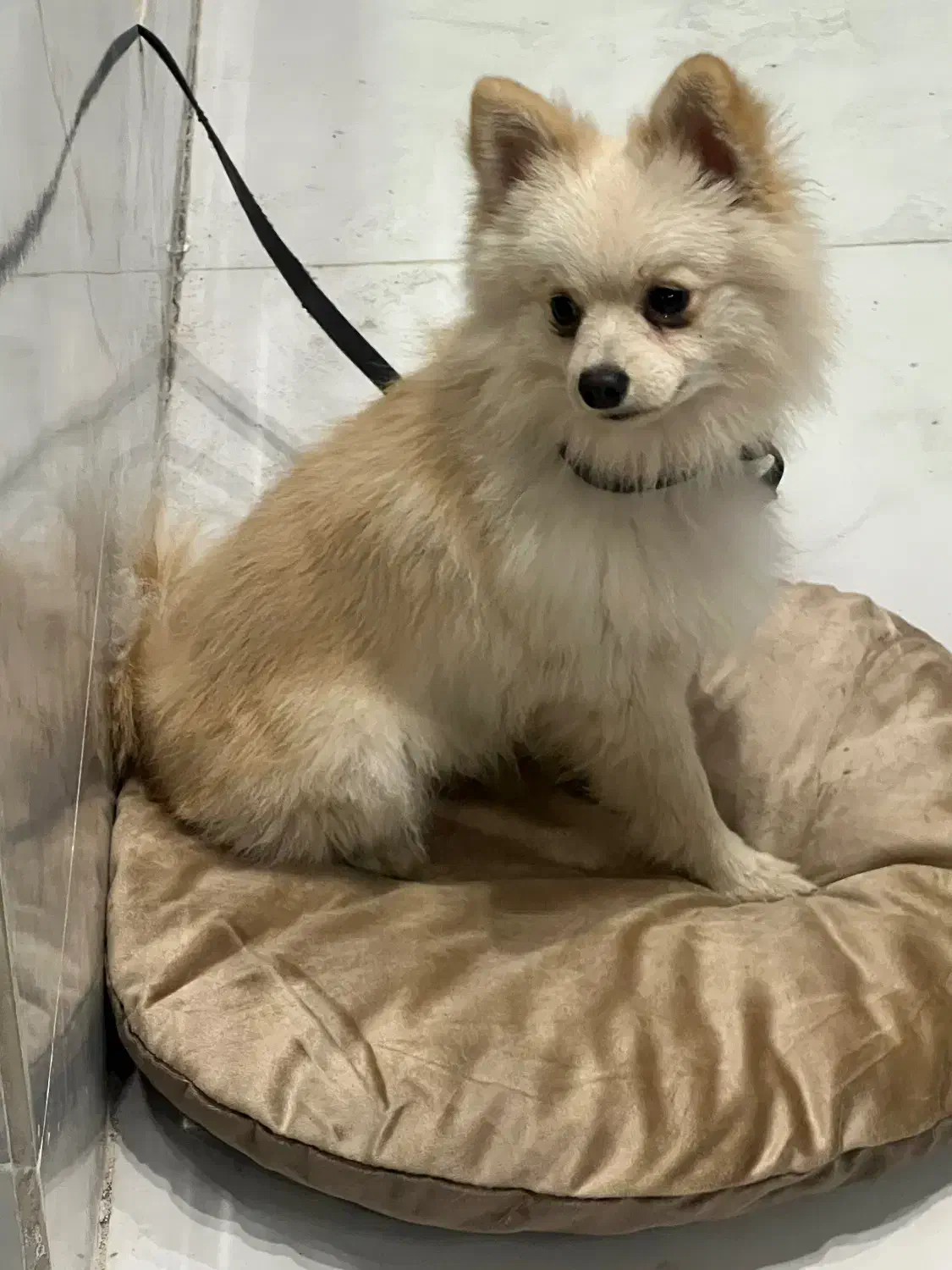 سگ پامر نر|سگ|آستانه اشرفیه, |دیوار