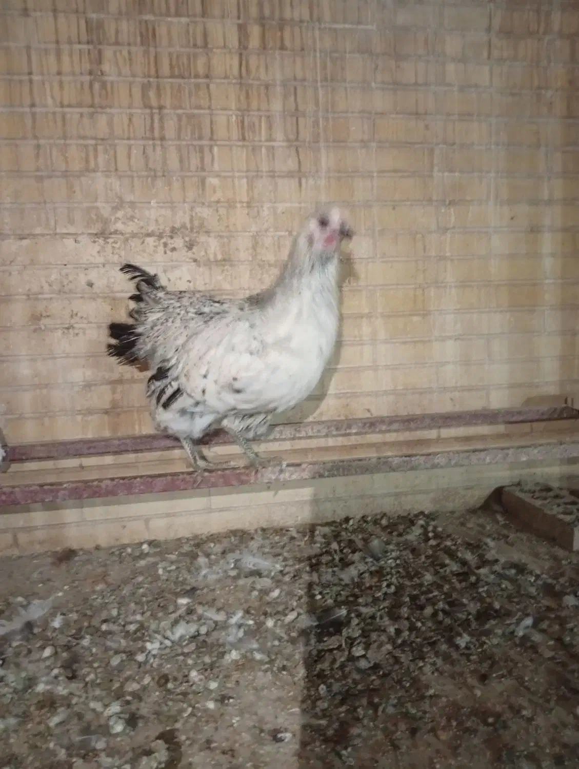 مرغ خانگی حدود ۶ ماه (تا دو،سه روز دیگه تخم میاد)|حیوانات مزرعه|یزد, |دیوار