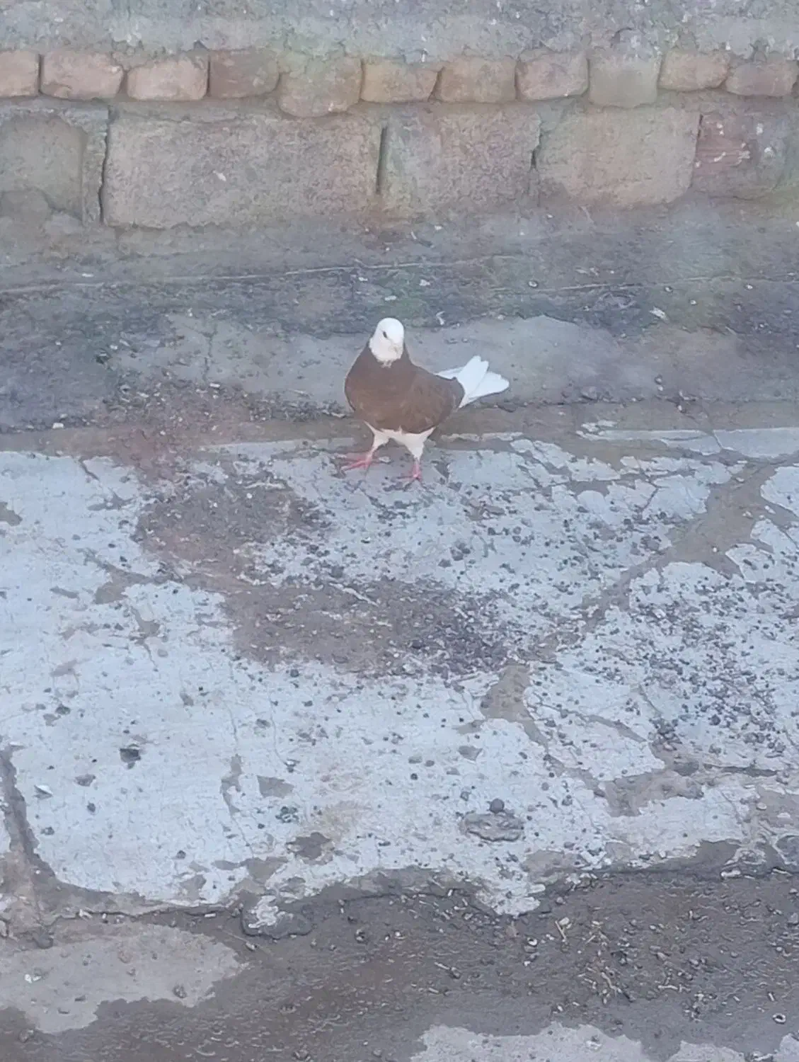 کفتر|پرنده|بم, |دیوار