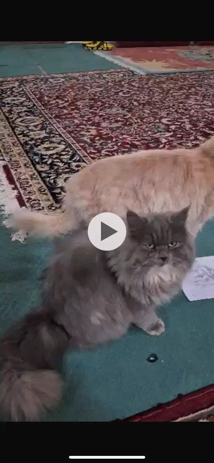 فروش گربه پرشین|گربه|گرگان, |دیوار