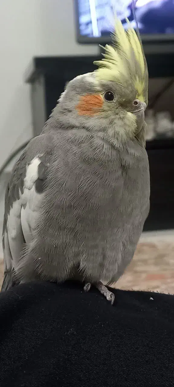 گمشده|حیوانات|خمین, |دیوار