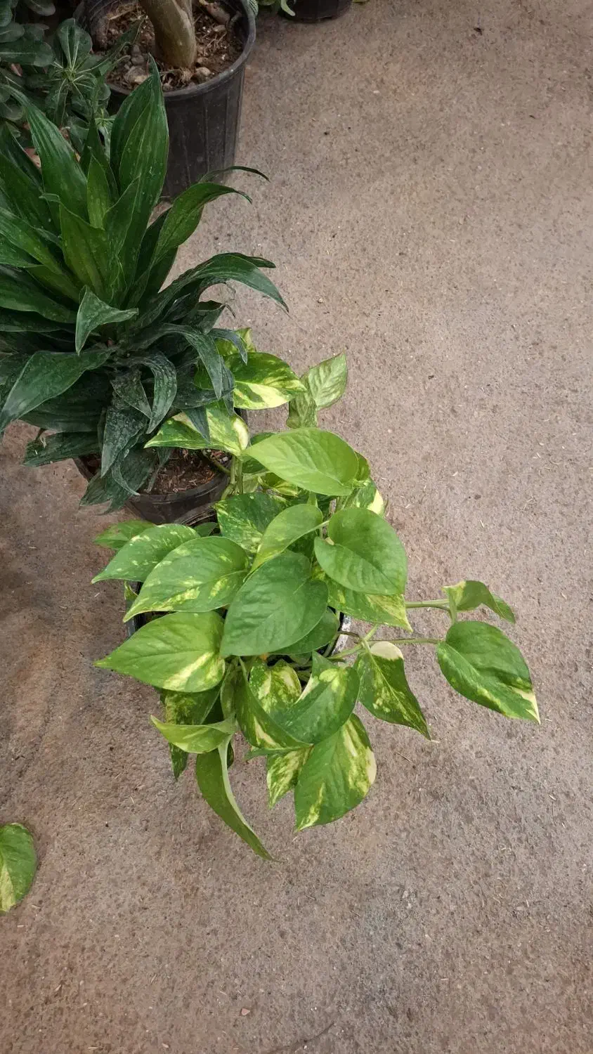 پتوس|گل و گیاه طبیعی|مشهد, نیروی هوایی|دیوار