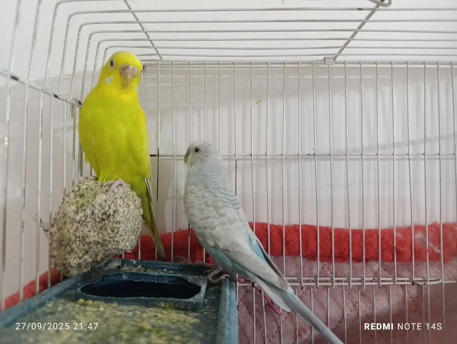 جفت مرغ عشق|پرنده|قائن, |دیوار