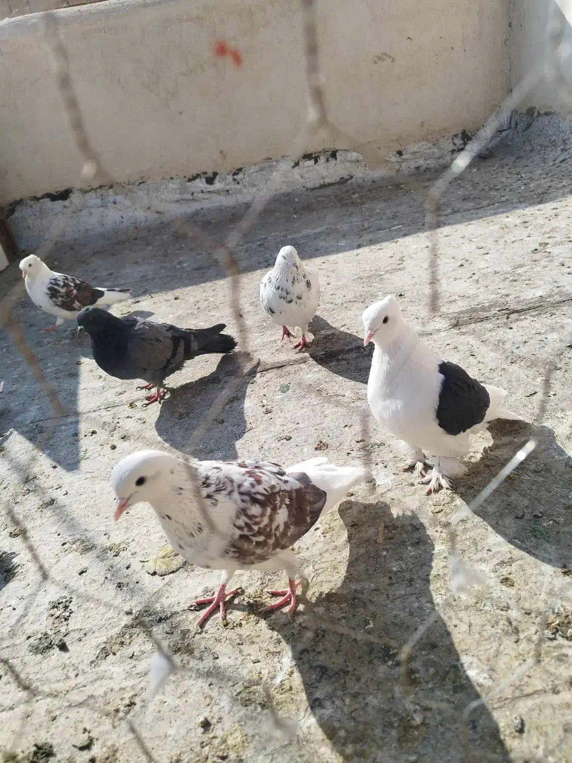 کفتر دو کت|پرنده|فلاورجان, |دیوار