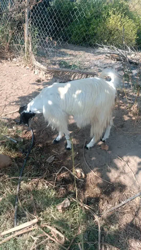 فروش بز|حیوانات مزرعه|رودان, |دیوار