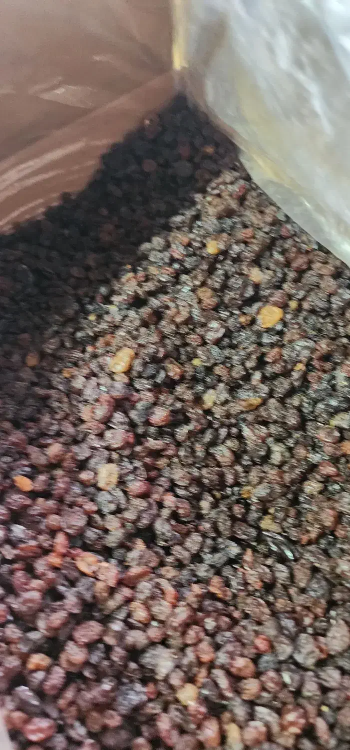 کشمش آفتابی پاک شده  کارتنی ۹ کیلویی|عمده‌فروشی|تاکستان, |دیوار