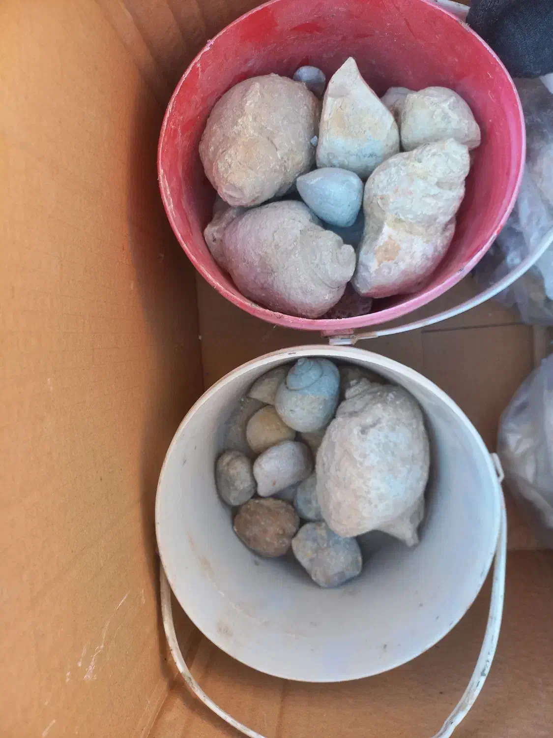 فسیل های مختلف|کلکسیون اشیاء عتیقه|سیراف, |دیوار