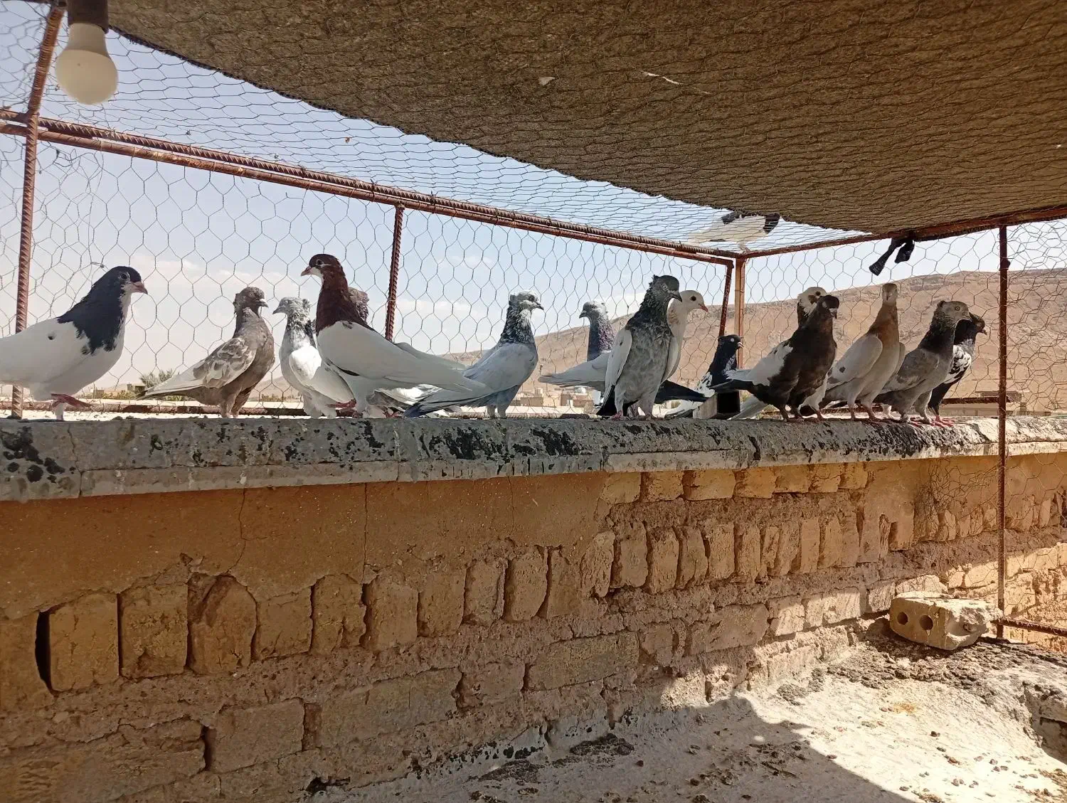 کبوتر|پرنده|شیراز, سینما سعدی|دیوار