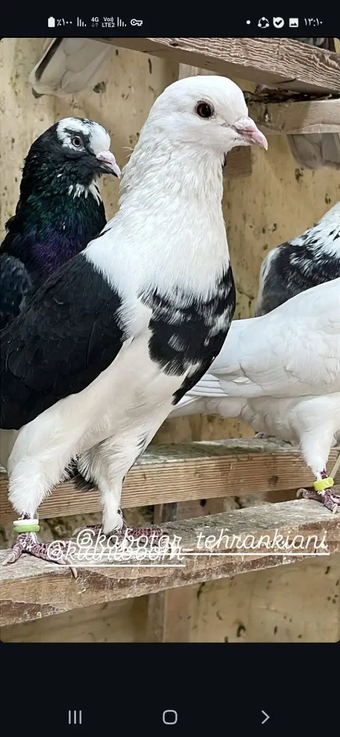 ۲۰تا کفتر پرشی همه تضمینی همه خال توشونه|پرنده|طرهان, |دیوار