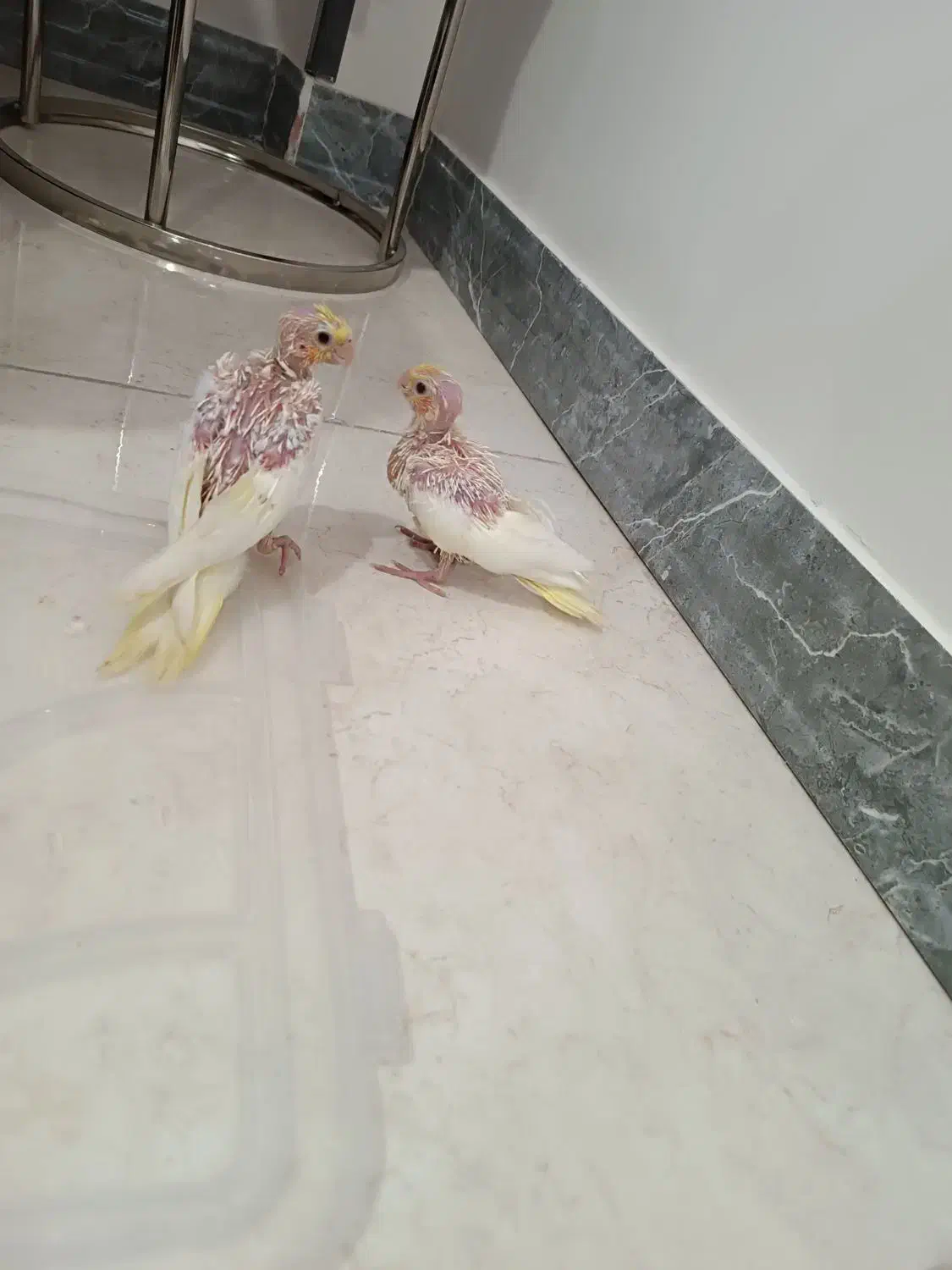 جوجه عروس هلندی|پرنده|شهریار, شهرک بهاران (ویره)|دیوار