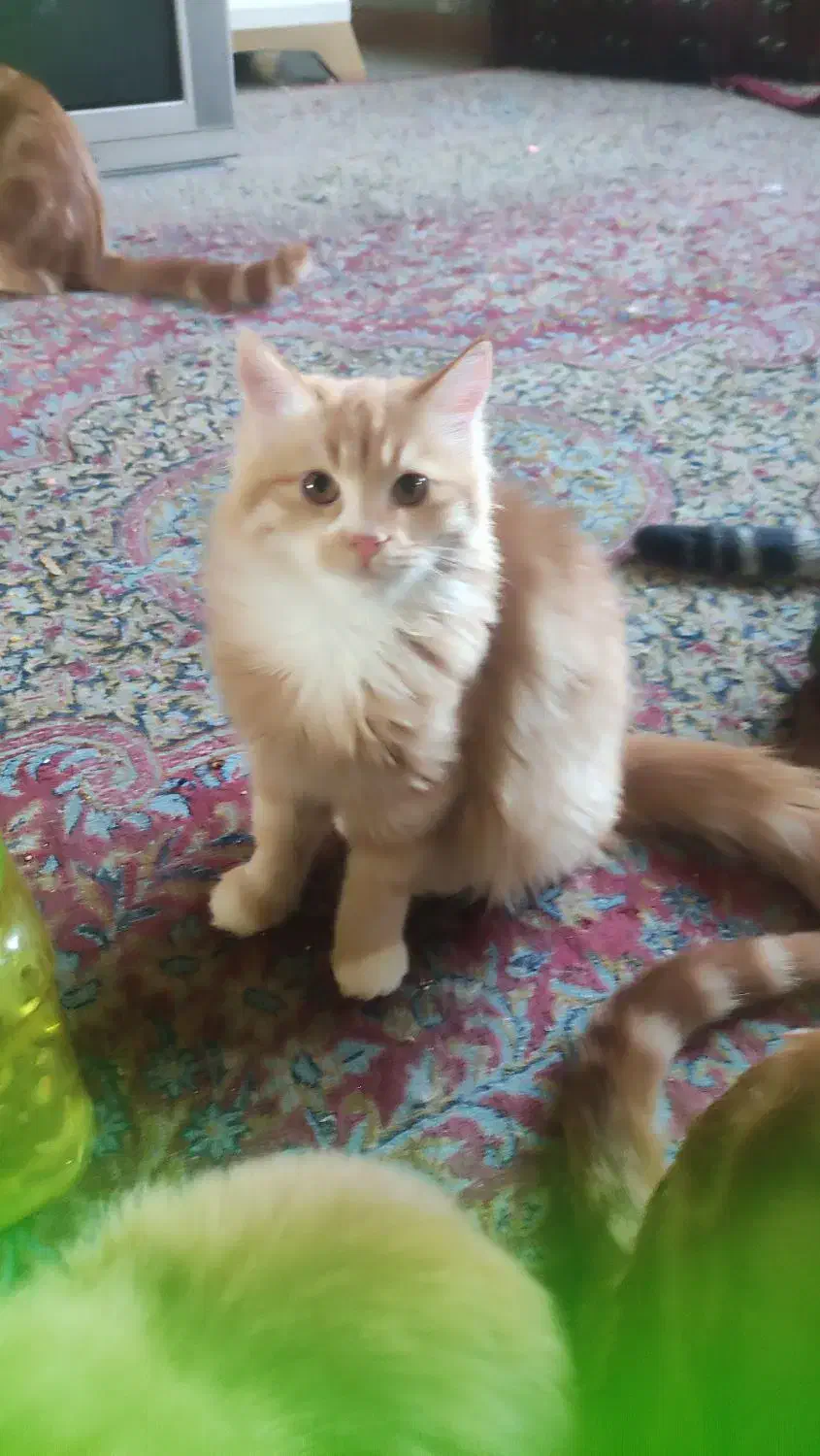 گم شدن دو تا گربه|گربه|کرمان, |دیوار