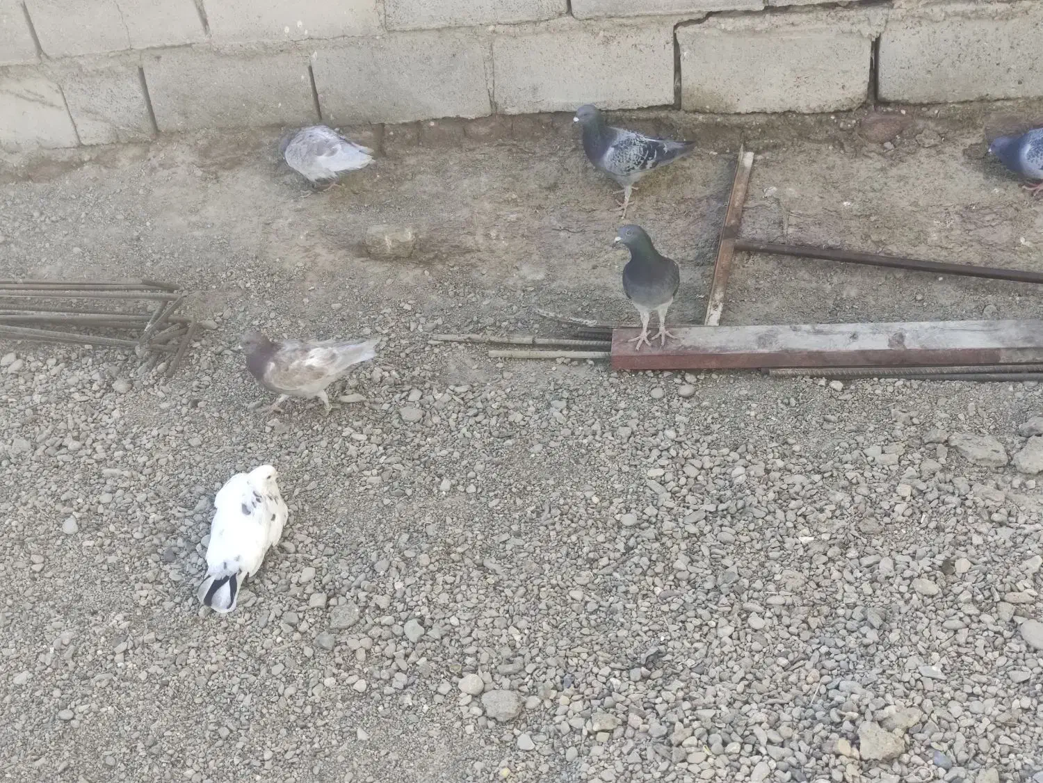 تعدادی کبوتر بفروش میرسد|پرنده|هامون, |دیوار